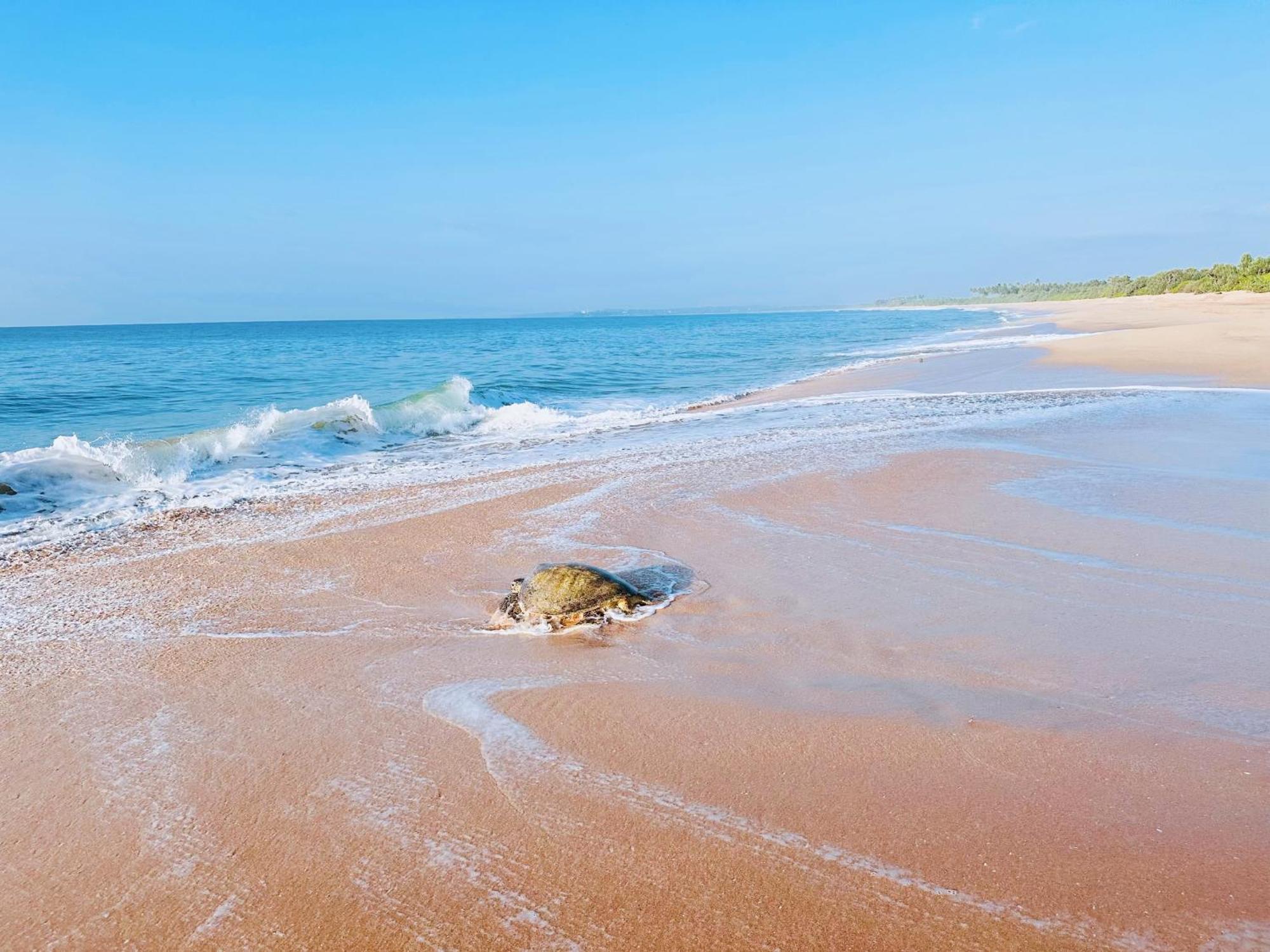 Shine Wave Turtle Beach 坦加拉 外观 照片