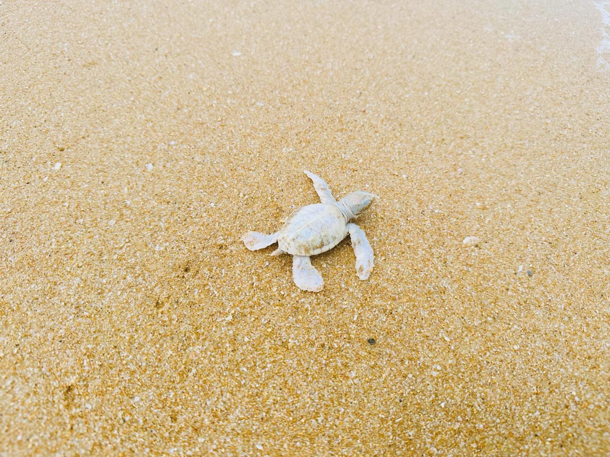 Shine Wave Turtle Beach 坦加拉 外观 照片